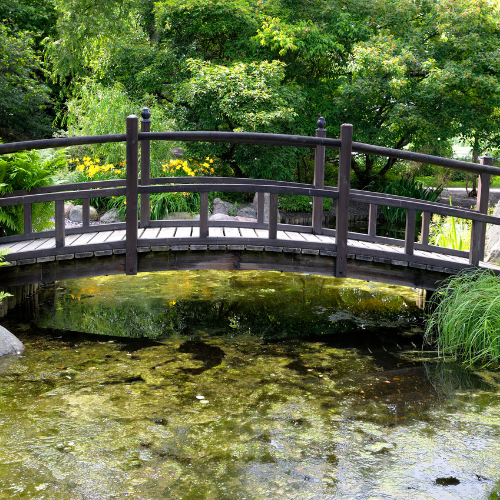 Jak odstranit řasy z jezírka (a proč se stále vrací)3